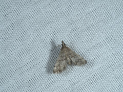 Pyraloidea
