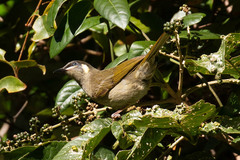Meliphaga lewinii mab