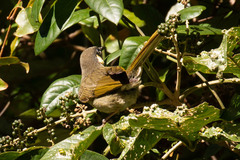 Meliphaga lewinii mab
