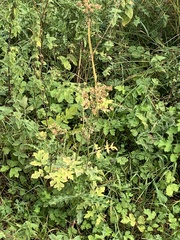 Heracleum sphondylium