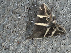 Grammodes pulcherrima