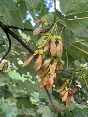 Acer pseudoplatanus