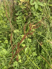 Rumex sanguineus