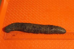Holothuria inornata