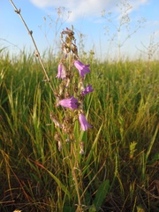 Campanula sibirica