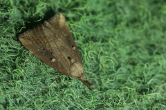 Hypena rostralis