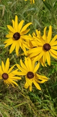 Rudbeckia
