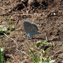 Polyommatus thersites