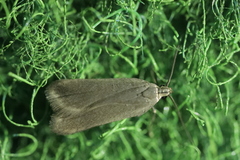 Acompsia cinerella