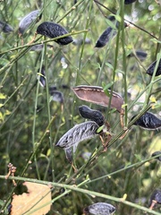 Cytisus scoparius
