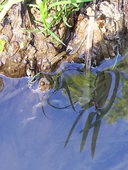 Bombina variegata