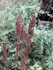Rumex longifolius