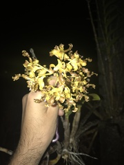 Dendrobium discolor
