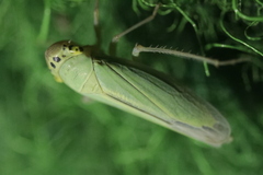 Cicadella viridis