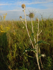 Echinops tataricus