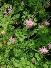 Fumaria bastardii
