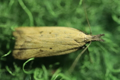 Dichomeris limosellus