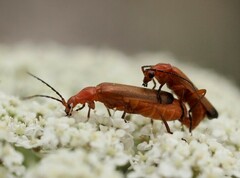 Rhagonycha fulva