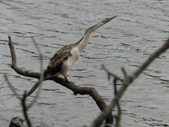 Anhinga novaehollandiae