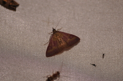 Pyrausta laticlavia