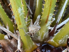 Austracris guttulosa