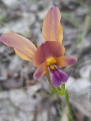 Diuris longifolia