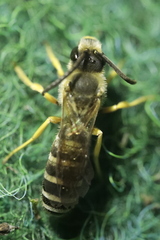 Halictus scabiosae