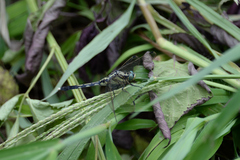 Orthetrum albistylum