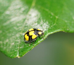 Illeis galbula
