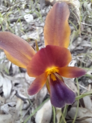 Diuris longifolia