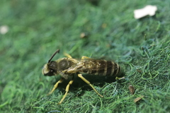 Halictus scabiosae