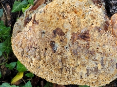 Pseudoinonotus dryadeus