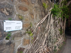 Ficus microcarpa
