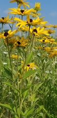 Rudbeckia