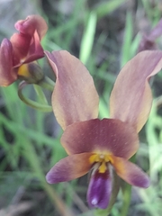 Diuris longifolia