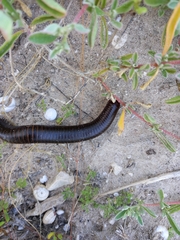 Diplopoda