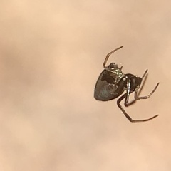 Argyrodes elevatus