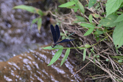 Atrocalopteryx atrata