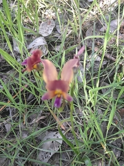 Diuris longifolia