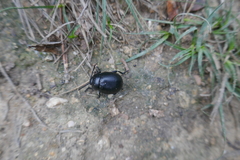 Timarcha goettingensis