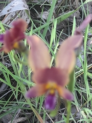 Diuris longifolia