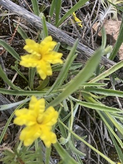Goodenia willisiana