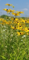 Rudbeckia