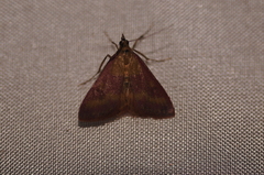 Pyrausta laticlavia