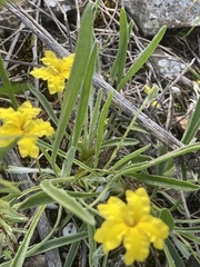 Goodenia willisiana