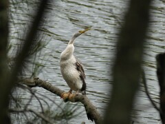 Anhinga novaehollandiae