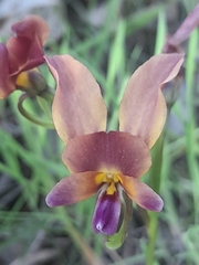 Diuris longifolia