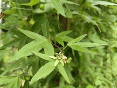 Passiflora suberosa