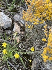 Goodenia willisiana