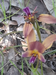 Diuris longifolia